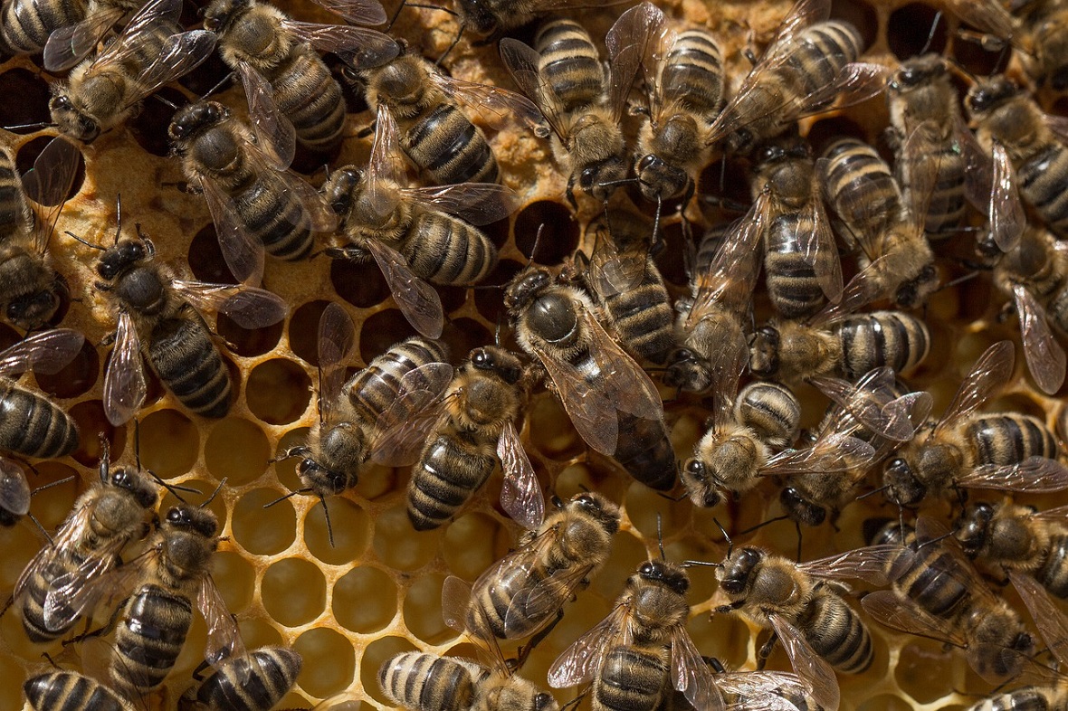 Les avantages et les inconvénients des emballages alimentaires à base de cire d’abeille